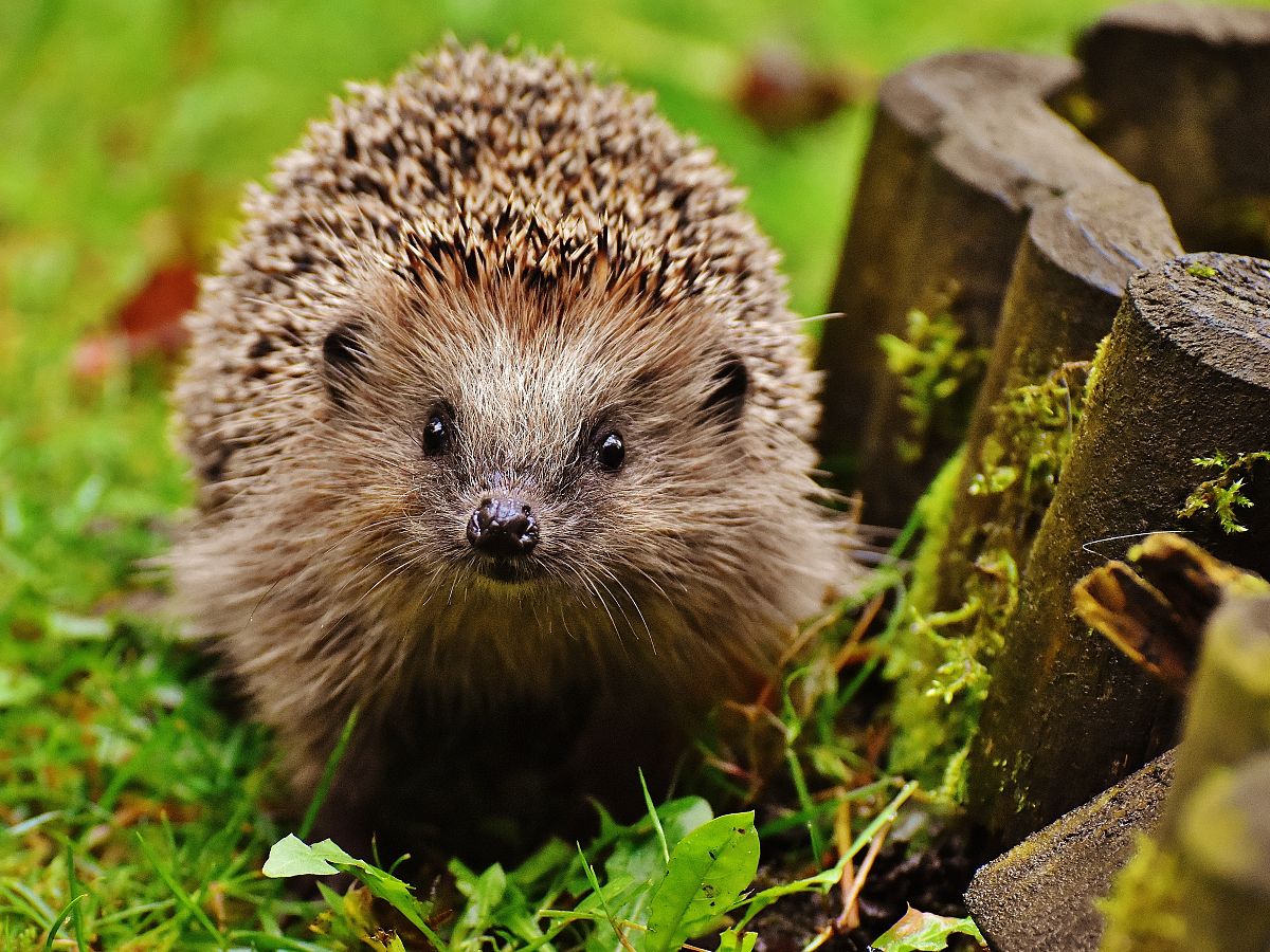 Our Hedgehog Friendly Campus team works hard to make our estate safer for local hedgehogs.