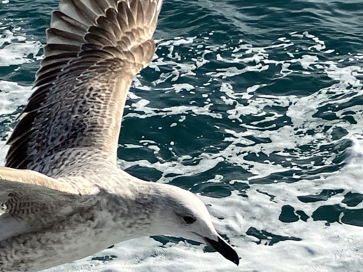 Gull from the Kadikoy ferry, Istanbul