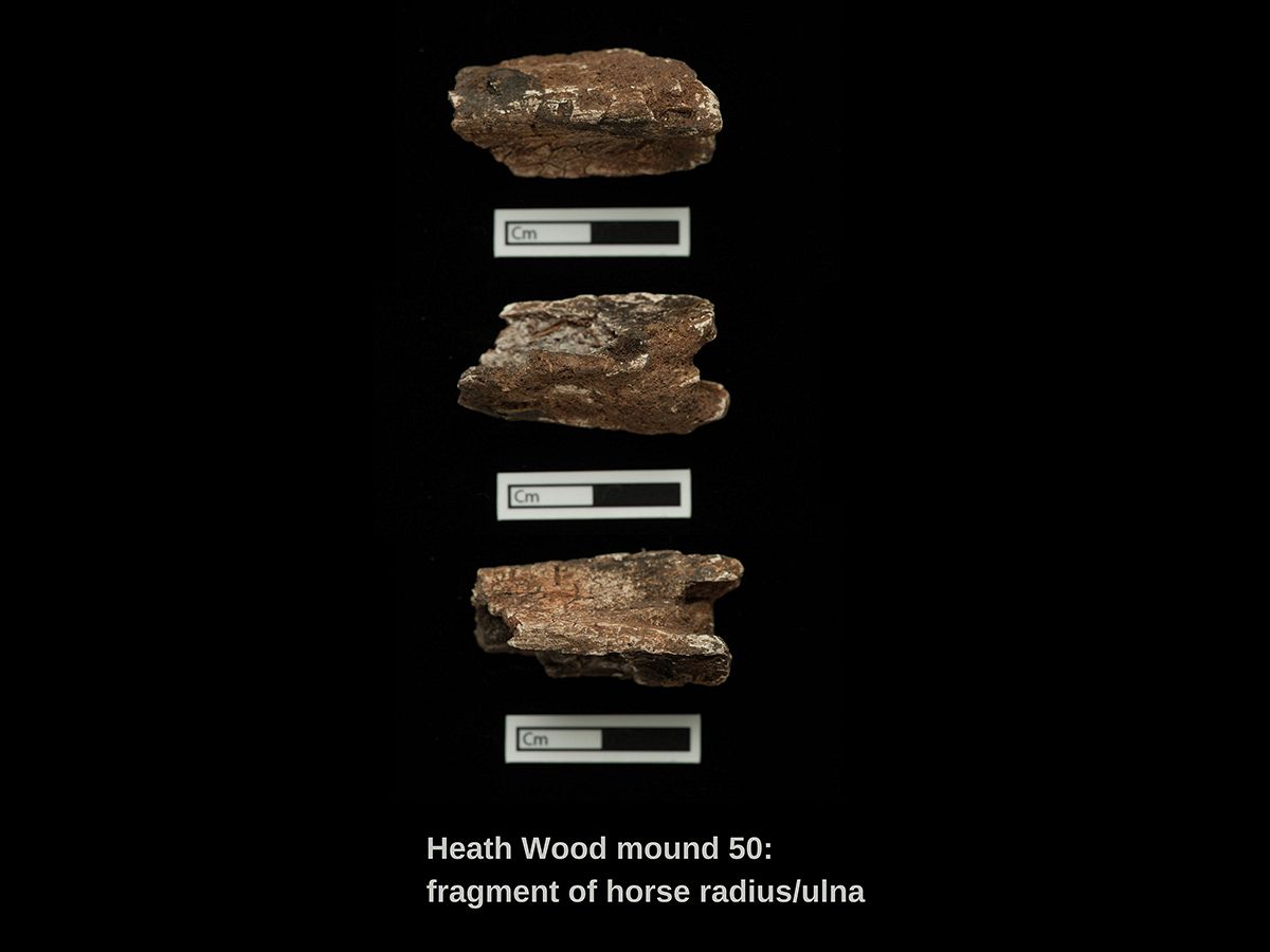 Horse fragment from Heath Wood
